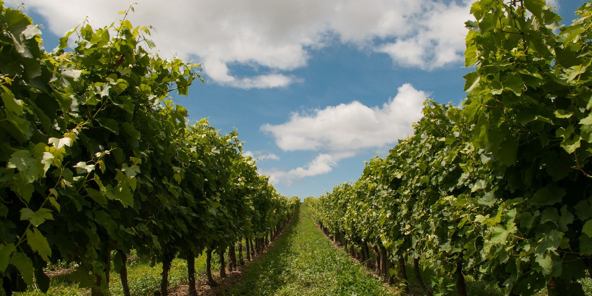 vineyard-440343_1920